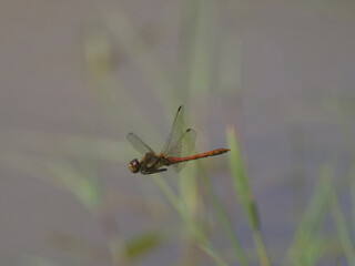 Ruddy darter, Sympetrum sanguineum,
