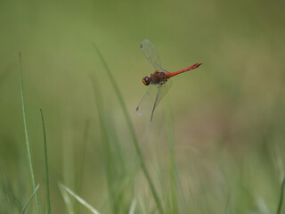 Ruddy darter, Sympetrum sanguineum,