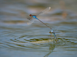 Red-eyed damselfly, Erythromma najas