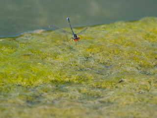 Red-eyed damselfly, Erythromma najas