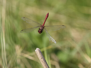 Ruddy darter, Sympetrum sanguineum,