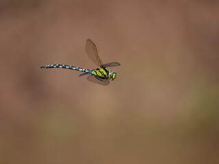 Southern hawker, Aeshna cyanea,
