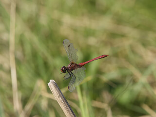 Ruddy darter, Sympetrum sanguineum,