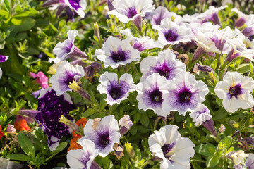 White with a purple core ampelous petunia flowers.