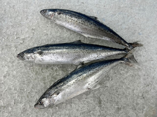 fresh raw cold seafood Spanish mackerel whole fish ikan head, fillet, meat, cut, tail on white ice background halal food cuisine hyper market menu for restaurant ingredient design