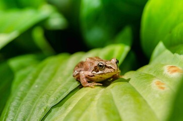 Small frog hides in a large green leaf.