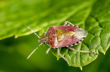 Bug sits on the tip of a leaf.