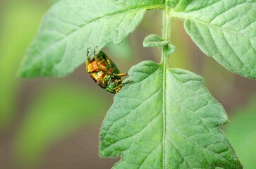 Beetle crawls on the leaves.