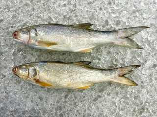 fresh raw cold seafood Indian threadfin whole fish ikan head, fillet, meat, cut, tail on white ice...