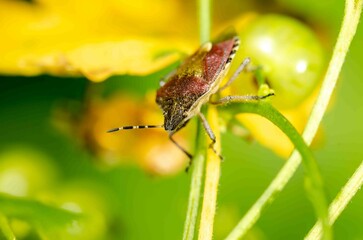 Bug sits on the tip of a green leaf.