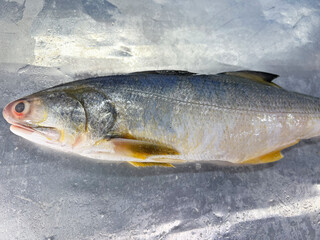 fresh raw cold seafood Indian threadfin whole fish ikan head, fillet, meat, cut, tail on white ice background halal food cuisine hyper market menu for restaurant ingredient design