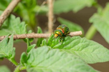 Beetle crawls on the leaves.