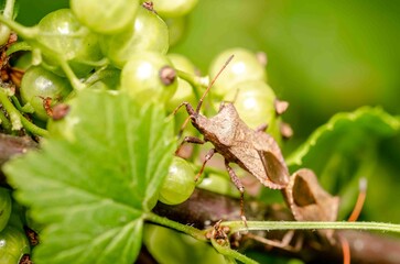 Bug sits on the tip of a green leaf.