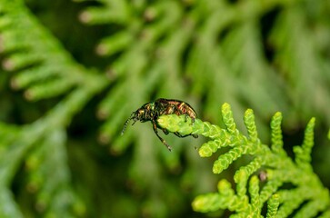 Colored beetle crawls on the leaves.