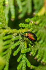 Beetle crawls on the leaves.