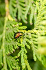 Colored beetle crawls on the leaves.