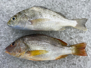 fresh raw cold seafood soon hock whole fish ikan head, fillet, meat, cut, tail on white ice background halal food cuisine hyper market menu for restaurant ingredient design