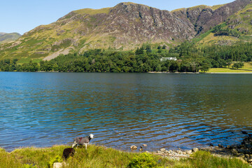 Sheep feeding on the shores of a large, scenic lake (Buttermere, Lake District)