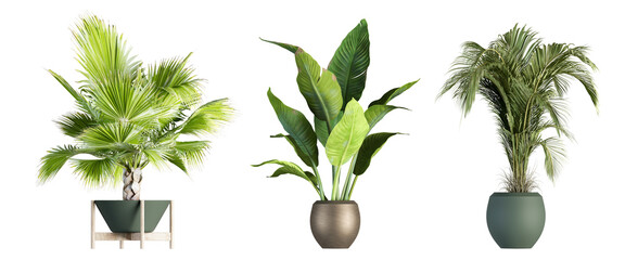 plant in a pot