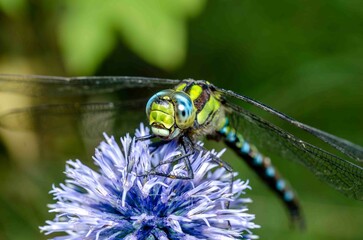 Portrait green dragonfly on purple flower.