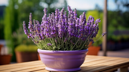 A Potted Haven of Fragrant Lavender Flowers, Nurturing Serene Beauty and Calmness