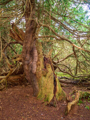 Yew Tree @ Kingley Vale
