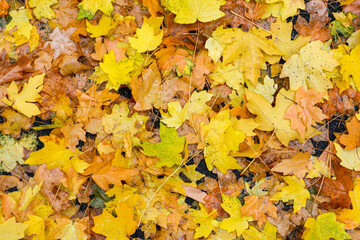 Naklejka na ściany i meble yellow autumn leaves background