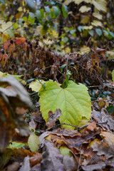 one green leaf against a background of dry fall orange leaves