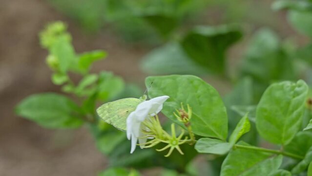 A beautiful view of a small yellow butterfly perched on a white jasmine flower