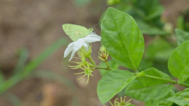 A beautiful view of a small yellow butterfly perched on a white jasmine flower