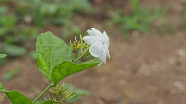 A beautiful view of a small white jasmine flower swaying in the wind