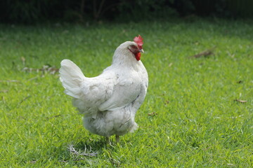 range chicken on green grass