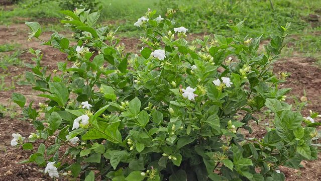 A beautiful view of a fresh jasmine plantation with flowers and buds