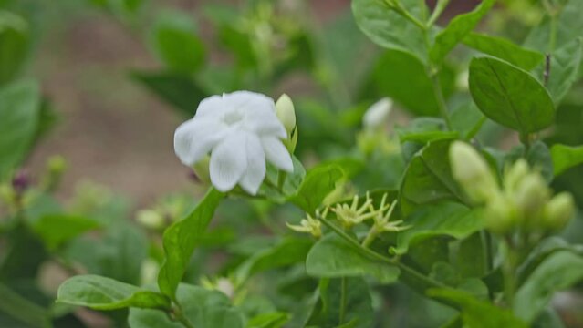 A beautiful view of a small white jasmine flower and buds swaying in the wind
