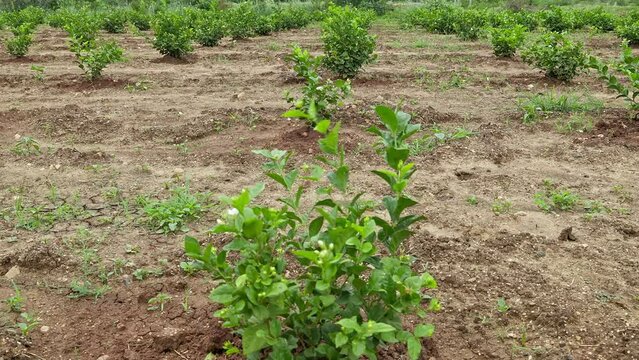 A wide view of newly grown jasmine plants in the field during the spring