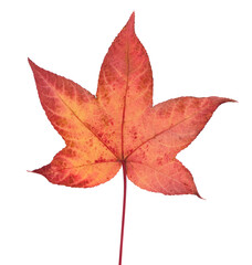 autumn maple leaf