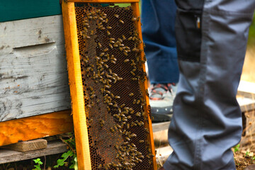 Bees in honeycomb in the hives on the apiary. Beekeeping.