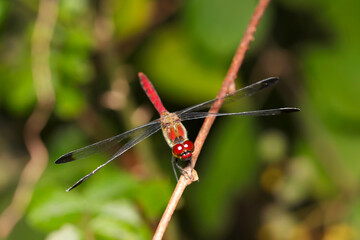 晩夏、雑木林や森の中で見られるリスアカネ・アカトンボ（マクロレンズ使用・ストロボ＋自然光・接写写真）