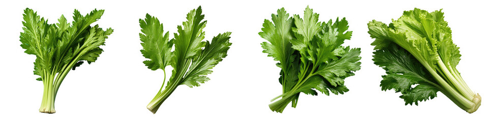Closeup of celery leaf on a transparent background - obrazy, fototapety, plakaty