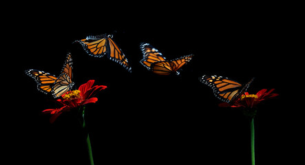 4 monarch butterflies