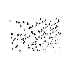 Flocks of free birds are soaring in the sky, vector silhouette.