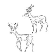 Deer Animal outline vector illustration.