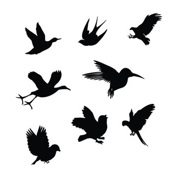 Birds fly freely silhouette design.