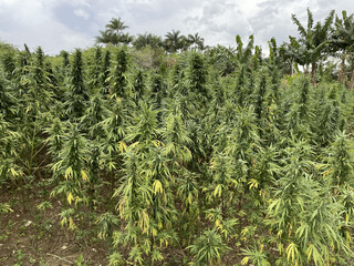Cannabis Plantage JM