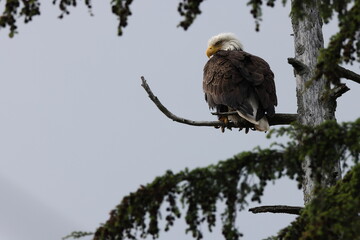  Bald Eagle  Vancouver Island Canada
