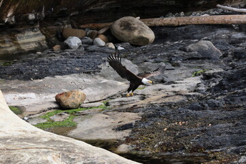  Bald Eagle  Vancouver Island Canada