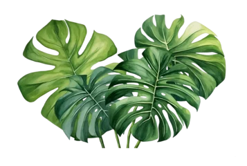 Foto op Aluminium Monstera watercolor vector Set of tropical leaves. Variety. Ornamental plants. Banana leaves. Transparent background.