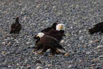 Bald Eagle  Vancouver Island Canada