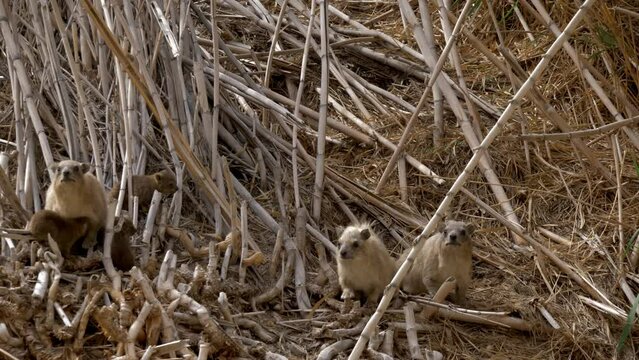 colony of hyraxes (Procavia capensis) young and adult