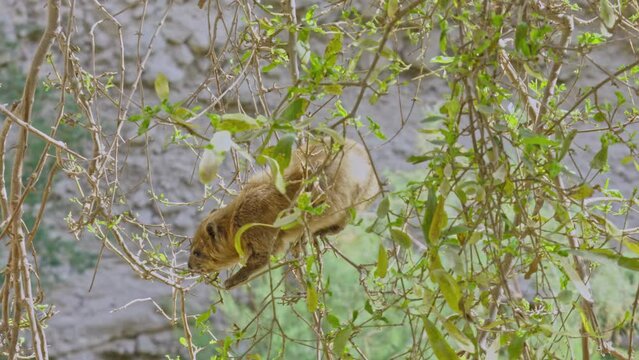 Hyrax eating from a tree in the Judaean Desert.